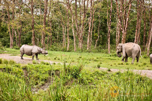 photo of Jaldapara National Park